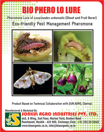 Bio Phero Lo Leucinodes Orbonalis Brinjal Shoot And Fruit Borer bio phero lo leucinodes orbonalis brinjal shoot and fruit borer